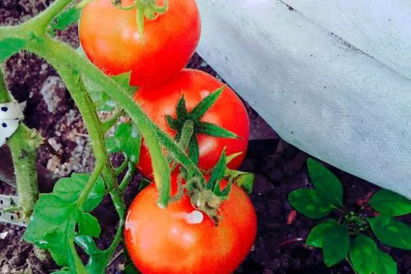 Пасынкование и подвязывание куста