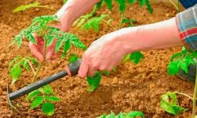 Пасынкование и уход за почвой