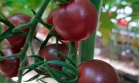 Пасынкование, подвязывание и формирование