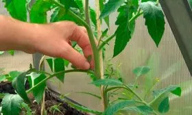 Пасынкование-томата,-формирование-куста