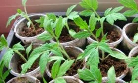 Пересадка на постоянное место