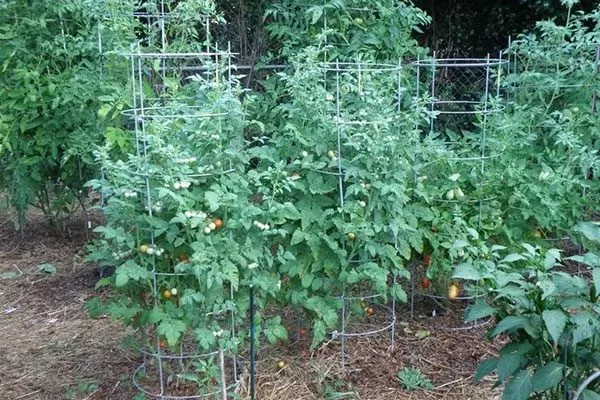 Пересадка помидор в грунт