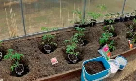 Пересадка в теплицу