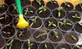 пикирование