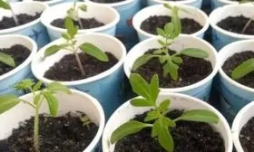 Пикировка и закаливания