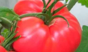 Плоды, их вкусовые качества и назначение