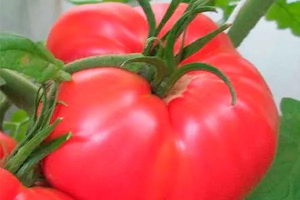 Плоды, их вкусовые качества и назначение