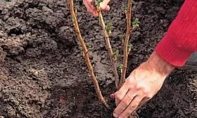 Подготовка почвы и посадка саженцев