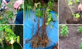 Подготовка саженца и порядок работ