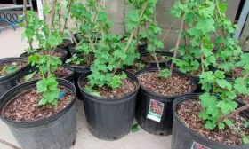 Подготовка-саженцев