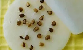 Подготовка-семян