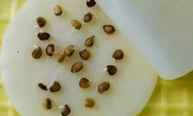 Подготовка-семян