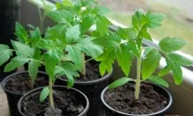 Подготовка семян, посев и уход за рассадой