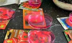 Подготовка-семян,-выбор-субстрата