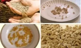 Подготовка семян_7