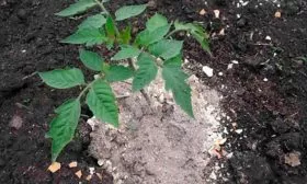 Подкормка посадок