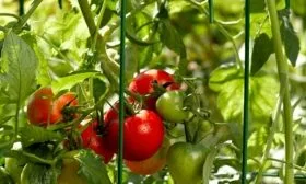 Подпорки, подвешивание и сбор плодов