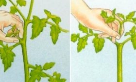 Подрезка, формировка и прищипывание