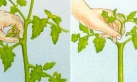 Подрезка, формировка и прищипывание