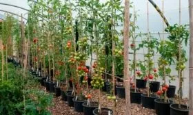 Подвязка и формирование