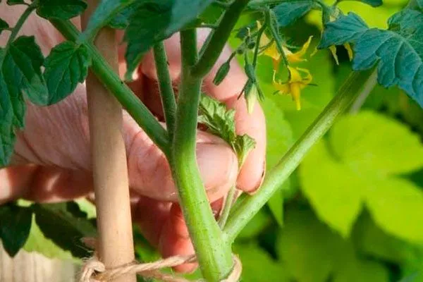 Подвязка и пасынкование