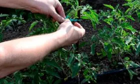 Подвязка и прищипывание