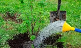 Полив и подкормка