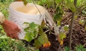 Полив и подкормки