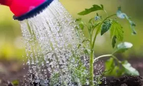 Полив-и-подкормки