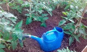 Полив-и-подкормки