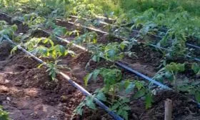 Полив и подкормки