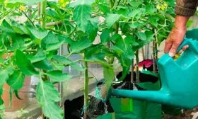 Полив и подкормки