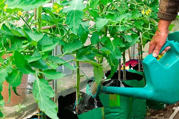 Полив и подкормки