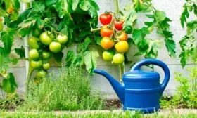 Полив и удобрения