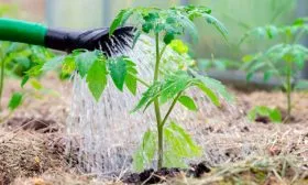 Полив,-прополка-и-рыхление