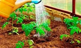 Полив, рыхление