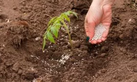 Поливы и подкормки