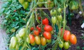 pomidor-konfety-sladkie-sosulki-1