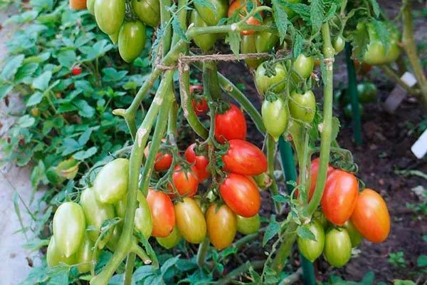 pomidor-konfety-sladkie-sosulki-1