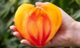 Популярность и применение томатов