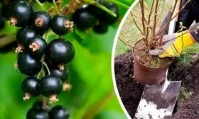 Посадка черной смородины Русалка