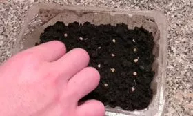 Посадка-семян-на-рассаду