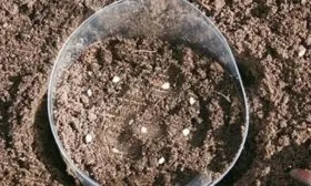 Посадка семян сразу в грунт