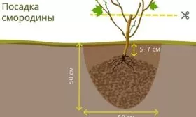 Подготовка саженца и порядок работ