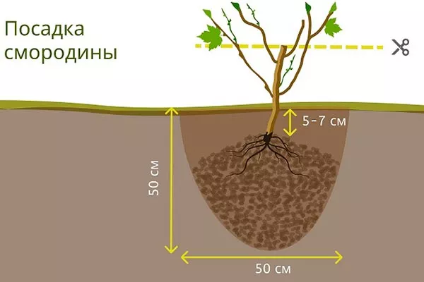 Подготовка саженца и порядок работ