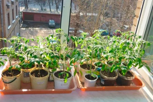 Посев и уход за рассадой