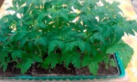 Посев и уход за всходами