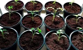 посев и взращивание рассады