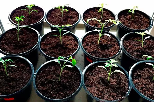 посев и взращивание рассады