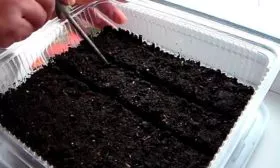 Посев на рассаду